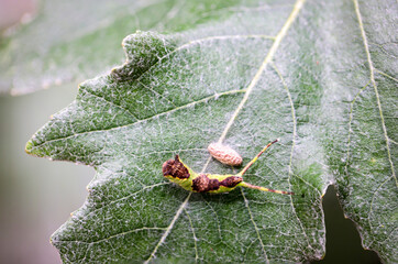Eine Raupe eines Schmetterlings auf einer Pflanze.