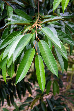 Fresh green durian leaves on the branch in the garden agriculture in Thailand	