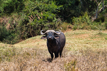 Büffel im Nationalpark Tsavo Ost, Amboseli, Samburu, Nakuru, und Tsavo West in Kenia
