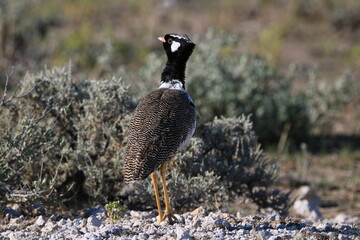 Northern Black Korhaan (Male), Etsoha