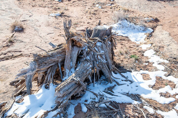dead tree in the desert