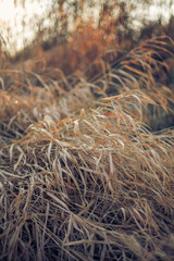 Dry, long leaves of grass in summer or autumn.  Withered and yellow reed in the golder hour.  Randomly arranged dry reed leaves background.