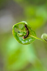 Eine Raupe eines Schmetterlings auf einer Pflanze.