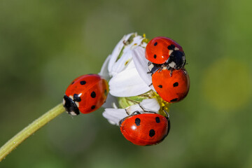 Daisy flowers and four ladybugs