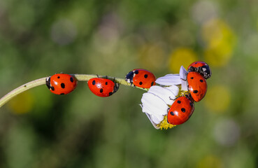 Daisy flowers and four ladybugs