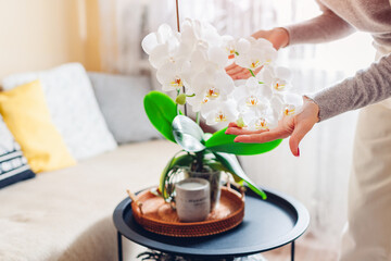 Woman admiring white blooming orchid on coffee table at home. Girl enjoys blossom of house plant and flowers.