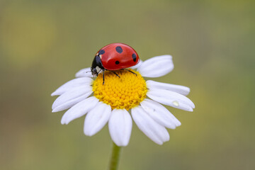 Fototapeta premium ladybug on daisy
