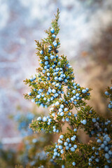 Juniper berries and foliage on the blurred background