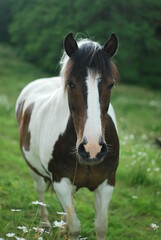 Fototapeta premium horse in the field