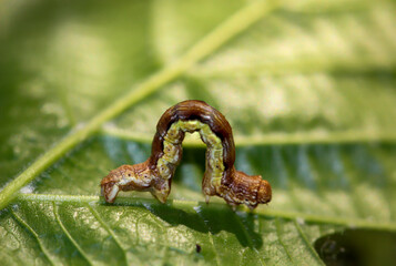 Eine Raupe eines Schmetterlings auf einer Pflanze.