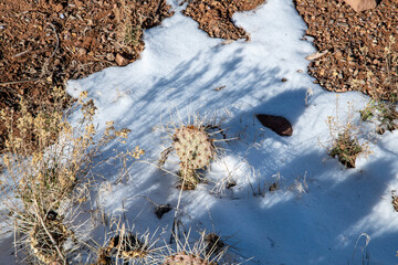 CACTUS IN WINTER