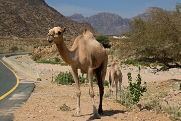 Camel in the Sarawat Mountains. Saudi Arabia.
