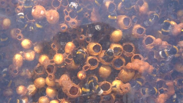 Bumble bee hive in motion in the hive