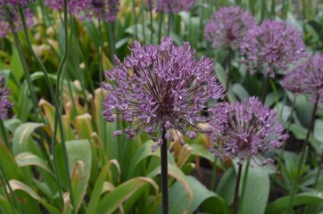 Blooming ornamental onion, Allium 'Stipineva' 
