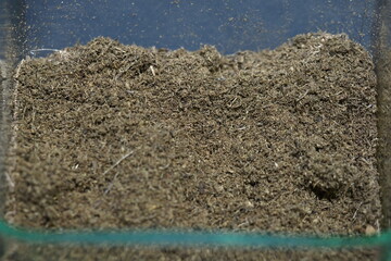peat soil for growing plants