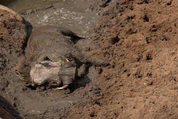From head view of a very muddy warthog relaxing in a wallow. 