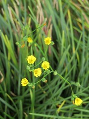 Pequena e delicada flor amarela na grama 