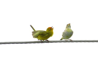 Pássaro querendo chamar atenção de outro que parece não ligar