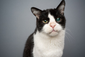 handicapped black and white rescued cat blind in one eye portrait on gray background