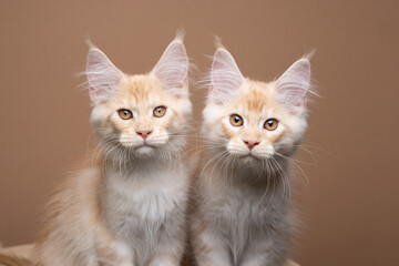 two cute cream colored ginger tabby maine coon kittens side by side looking at camera on brown background