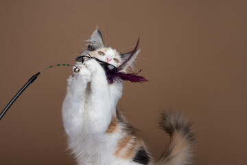 white tortie maine coon kitten playing catching feather toy on brown background with copy space