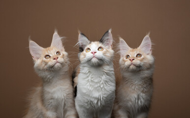 group photo of three curious playful maine coon kitten looking up on brown background with copy...