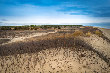 Coastal wilderness landscape with bare rosehip bushes and seagrasses over the sand dunes in...