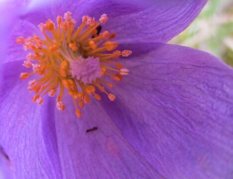 An&eacute;mone pulsatile (Pulsatilla vulgaris) Int&eacute;rieur de la fleur avec espace texte.