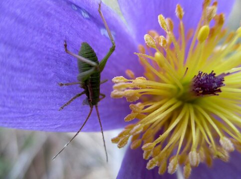 An&eacute;mone pulsatile (Pulsatilla vulgaris) et sauterelle ponctu&eacute;e (Leptophyes punctatissima)