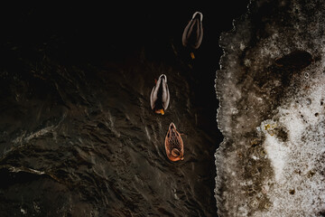 Aerial view of wild ducks swimming in ice covered lake during winter