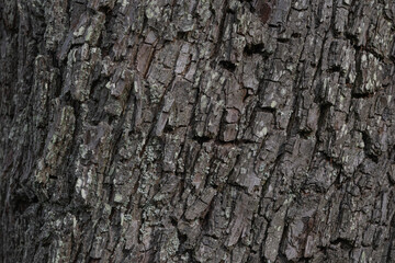 Detail  of wood texture - Taxodium distichum. Close-up