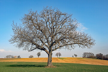 Obraz premium Nussbaum im März