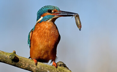Martin pescatore con preda