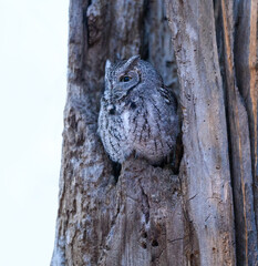 Eastern Screech Owl Sitting in a Tree Hole