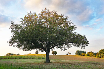Nussbaum im September