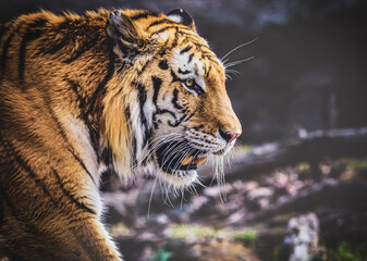 portrait of a tiger