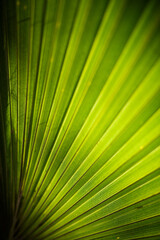 Obraz premium Close up of fan of palm leaves in greed with sun shining through