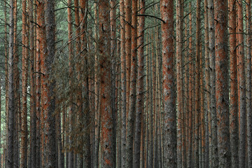 Panoramic view of the mysterious pine forest. Tree trunks close-up. Abstract natural pattern, texture, background. Pure nature concept