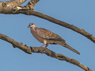 Spotted Dove sitting on a tree