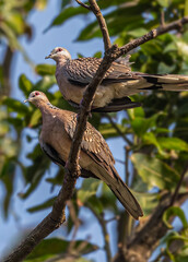 Pair Spotted Dove in basking.