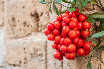 Hanging bunch of fresh bio ripe red cherry tomatoes in a street food market in Italy, with tuff and...