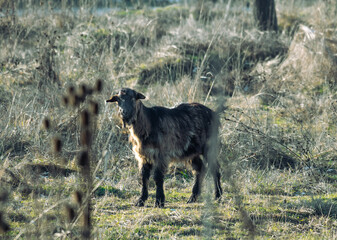 The lost goat on the pastures. The goat is looking for its flock.