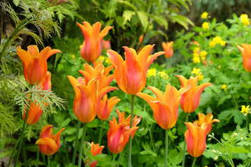 Orange and red Lily-Flowered Tulip ÔBallerinaÕ in bloom.