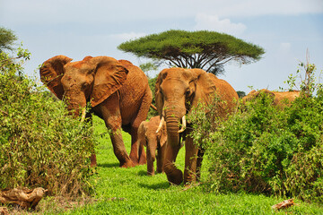 Elefanten im Nationalpark Amboseli,  Tsavo Ost und Tsavo West in Kenia