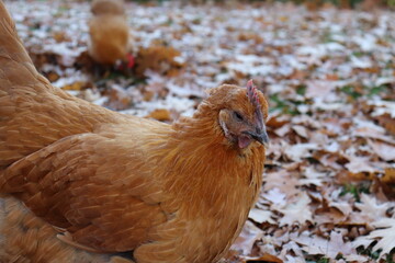 Close up chicken during fall - closed up hen from sideview