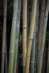 Bamboo stocks growing in a park in Chengdu, Sichuan Province, China