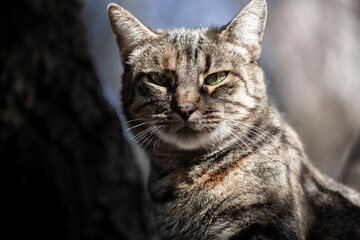 Primer plano de un gato salvaje en la naturaleza