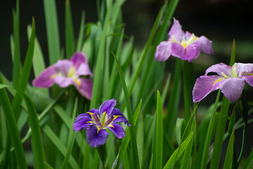 Beautiful pink and blue flowers of a local park in Chengdu, Sichuan Province, China