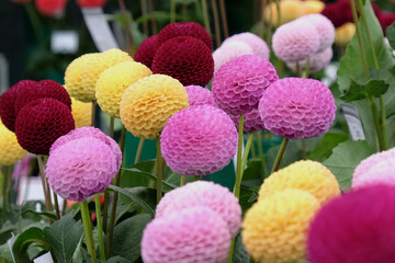 Colourful Pompon dahlias in flower. © Alexandra