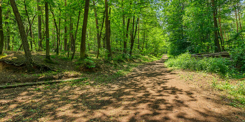 foresst road in the woods 4